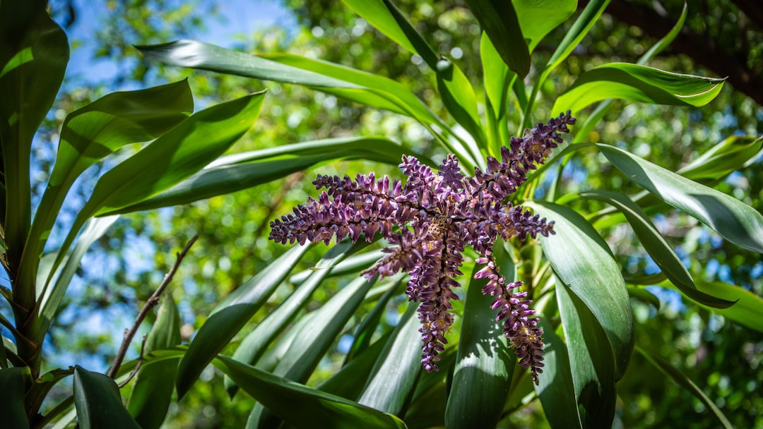 A purple flower with green leaves in sunlight.